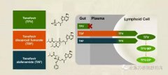 替诺福韦艾拉酚胺(TAF)III期研究效果展现：96周无耐药，病毒抑制强